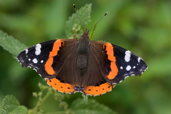 Nahaufnahme eines Schmetterlings — Stockfoto