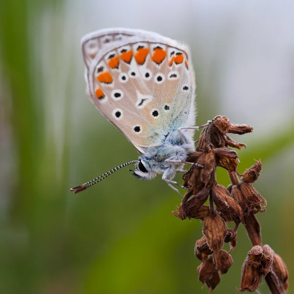 Closeup of a butterfly — Stock Photo, Image