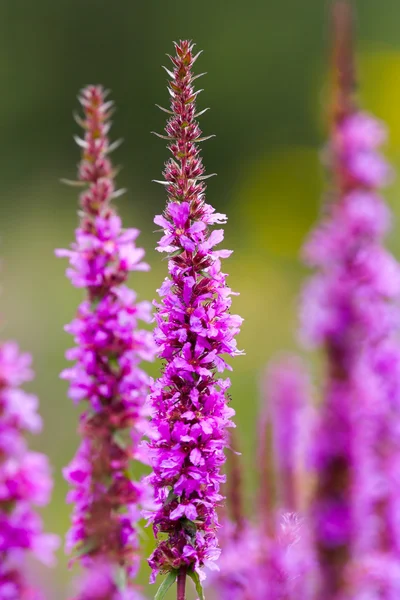 stock image Closeup of flowers