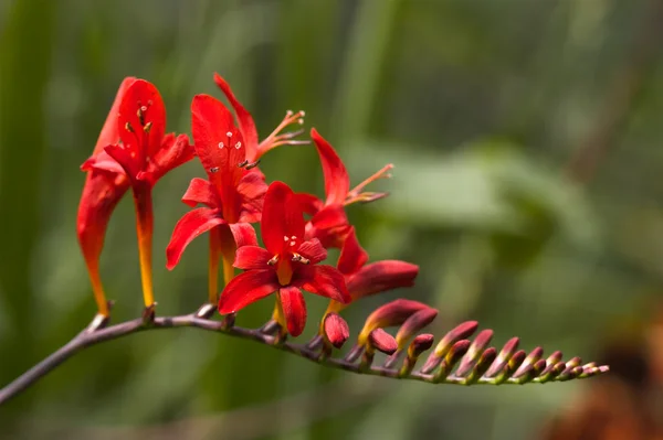 stock image Closeup of a flower