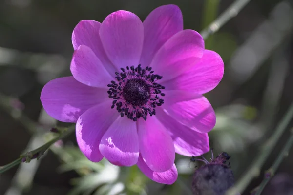 Close-up de uma flor — Fotografia de Stock