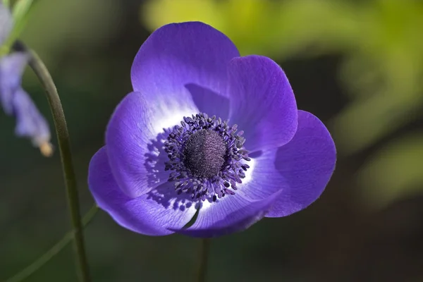 Close-up de uma flor — Fotografia de Stock