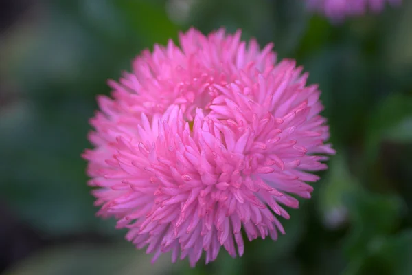 Closeup of a flower — Stock Photo, Image