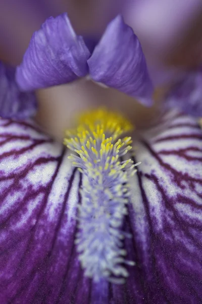 Nahaufnahme einer Blume — Stockfoto