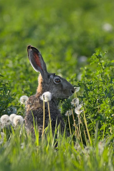 Hare in a field — Stock Photo, Image