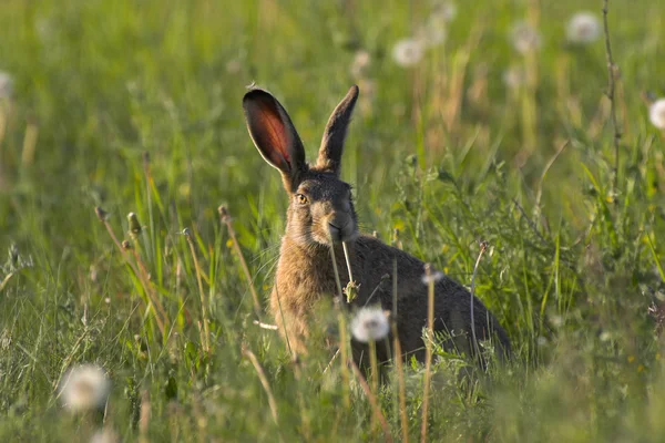 Hare i ett fält — Stockfoto