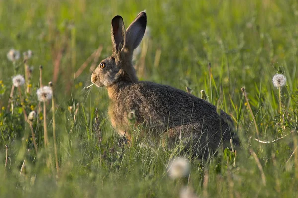 Hare i ett fält — Stockfoto