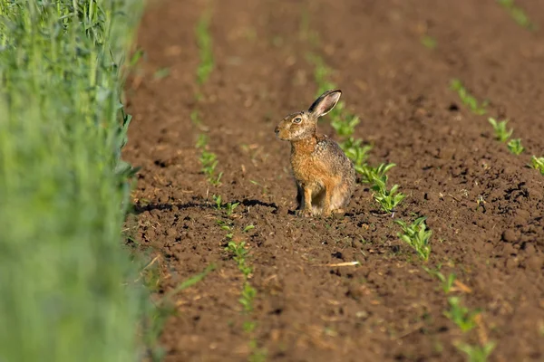 Hare i ett fält — Stockfoto