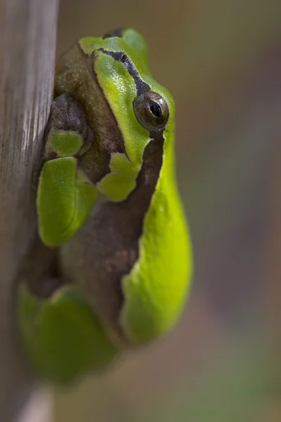 Frog — Stock Photo, Image