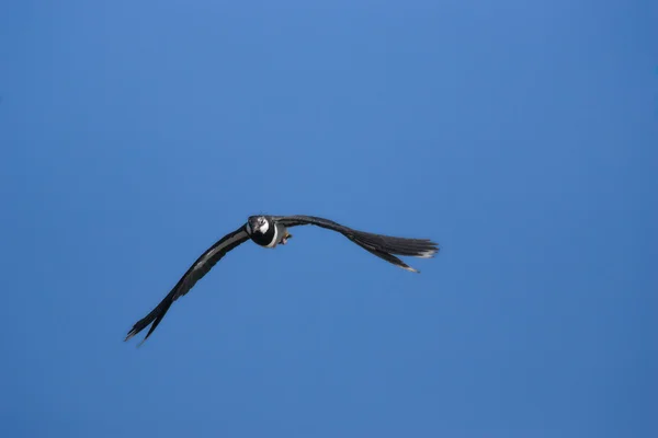 Uçan kız kuşu — Stok fotoğraf