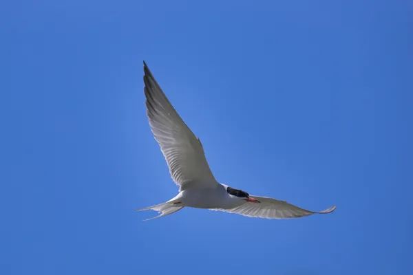 Common tern — Stock Photo, Image