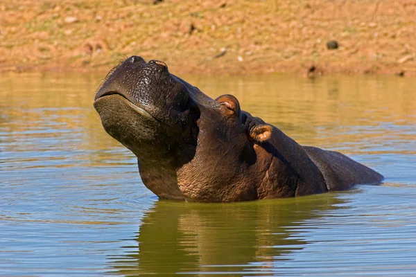 Retrato de un hipopótamo —  Fotos de Stock