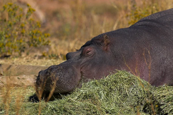 Retrato de un hipopótamo — Foto de Stock