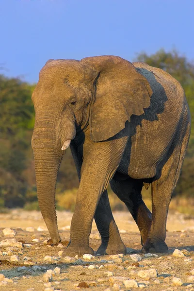 Портрет слона — стоковое фото