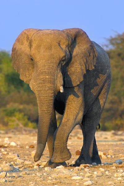 Retrato de un elefante —  Fotos de Stock