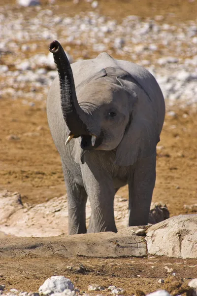 Retrato de um jovem elefante — Fotografia de Stock