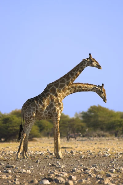 Pár zsiráfok — Stock Fotó