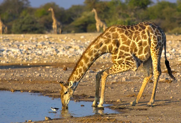 Drinking giraffe — Stock Photo, Image