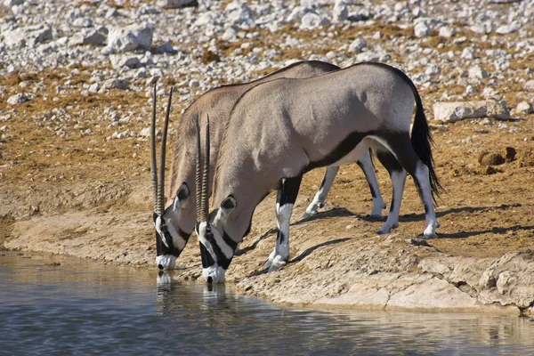 Pareja de oryx bebiendo . — Foto de Stock
