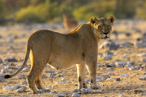 Porträtt av ett lejon — Stockfoto