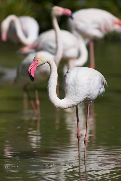 Flamingi w stawie — Zdjęcie stockowe