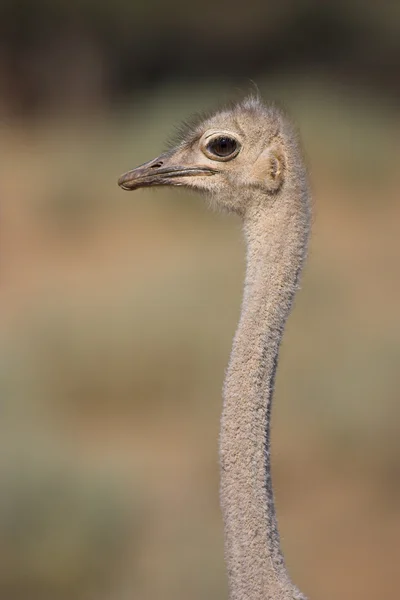 Retrato de un avestruz — Foto de Stock