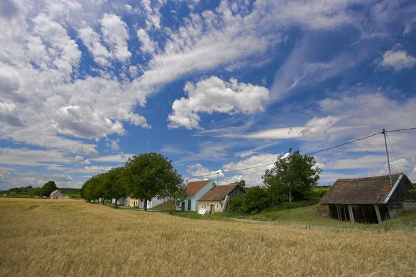 Fält mot en blå himmel — Stockfoto