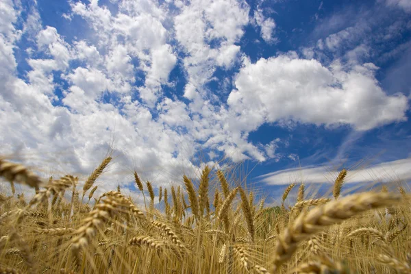 stock image Field against a blue sky