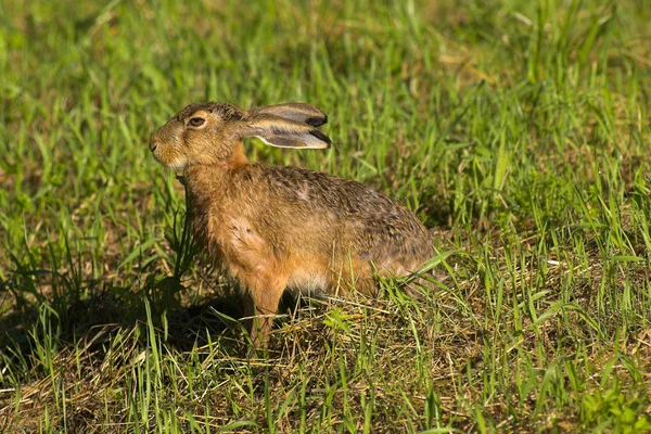 运行野兔 — 图库照片