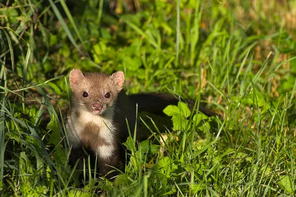 Stone marten — Stock Photo, Image