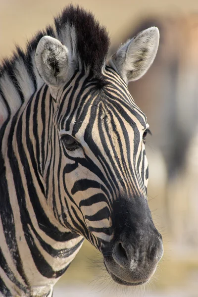 Portrét zebry — Stock fotografie