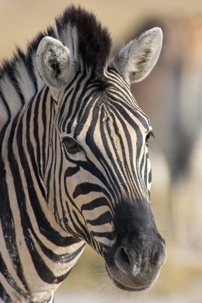 Portrait of a zebra — Stock Photo, Image