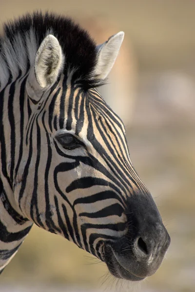 stock image Portrait of a zebra