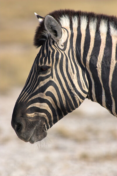 Portrait of a zebra - the shot was taken in the Etosha Park, Namibia.