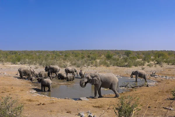 Группа слонов — стоковое фото