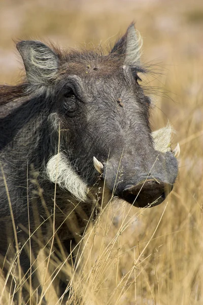 Portrait of a warthog — Stock Photo, Image