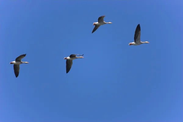 Стая гусей — стоковое фото