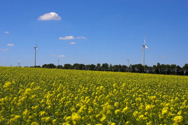 Rapsfeld — Stockfoto