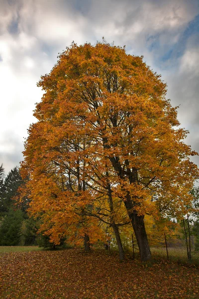 stock image Autumn