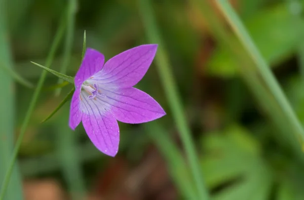 Closeup of a single flower — Stock Photo, Image