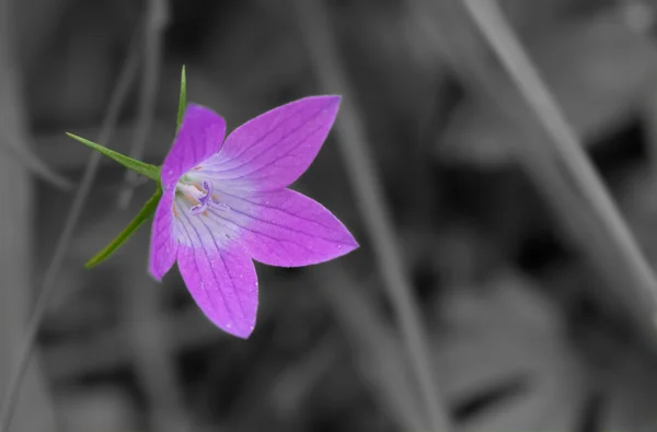 Närbild av en enda blomma — Stockfoto