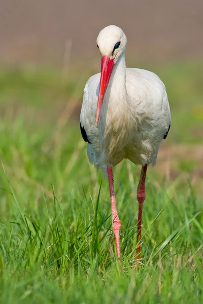 Porträtt av en enda vit stork — Stockfoto