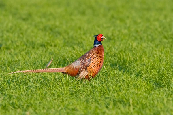 Portrait of a male pheasant — Stock Photo, Image