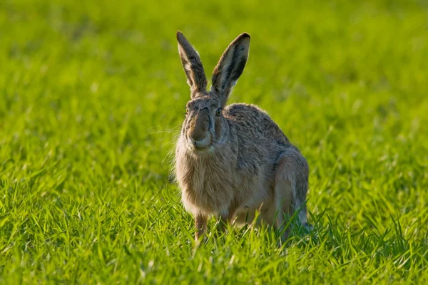 Porträtt av en brun hare — Stockfoto