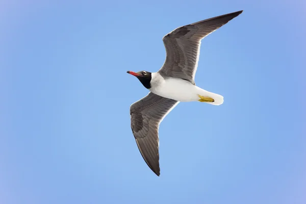 Black-headed gull in flight — Stock Photo, Image