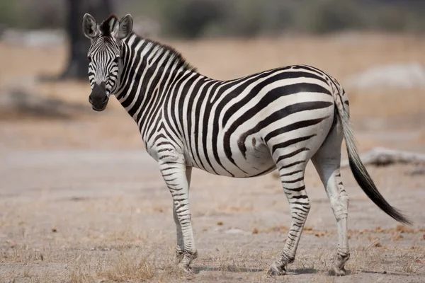 Ritratto di una zebra selvatica nell'Africa australe . — Foto Stock