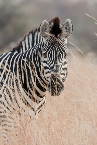 南部アフリカにおける野生のシマウマの肖像画. — ストック写真