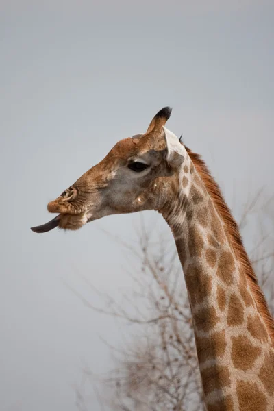 Ritratto di una giraffa nell'Africa australe . — Foto Stock
