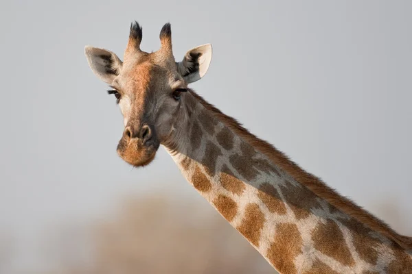 Portrait d'une girafe en Afrique australe . — Photo