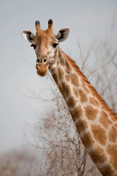 Porträtt av en giraff i södra Afrika. — Stockfoto